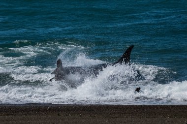 Katil balina avcısı deniz aslanları, Yarımada Valdes, Patagonya Argen