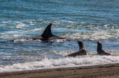 Katil balina avcısı deniz aslanları, Yarımada Valdes, Patagonya Argen