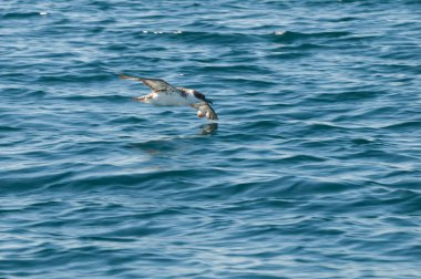 Cape Petrel, Antartik kuşu, Antrtica 