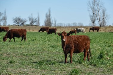 Doğal çimlerde, Pampas kırsalında, Arjantin 'de inekler büyüdü..