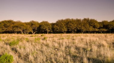 Pampas Ormanı, La Pampa Bölgesi, Arjantin.