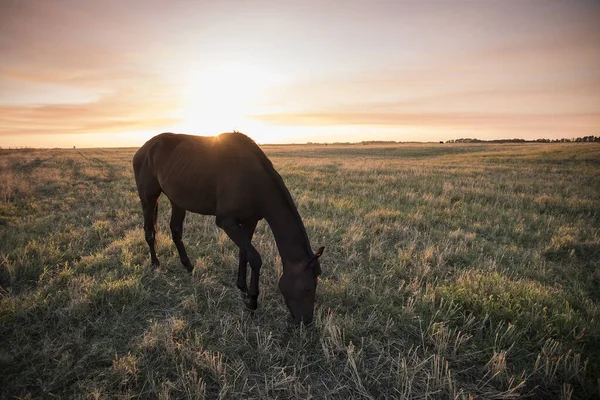 Gün Batımında Silueti Kırsal Bölgede Pampa Argenti — Stok fotoğraf