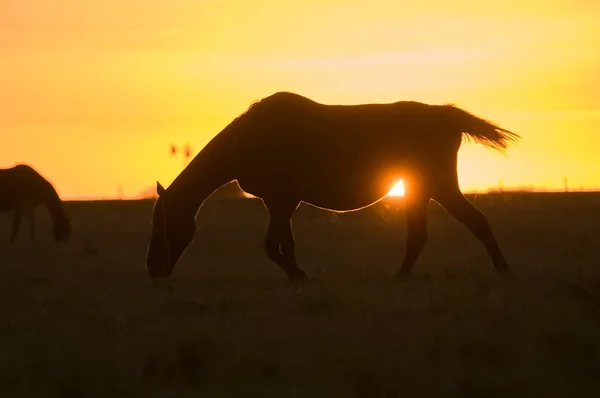 Horse silhouette at sunset, in the coutryside, La Pampa, Argenti