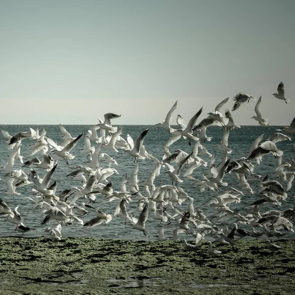 Möwen Und Seeschwalben Patagonien Argentinien — Stockfoto