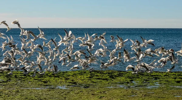Gull Tern Crime Παταγονία Αργεντινή — Φωτογραφία Αρχείου