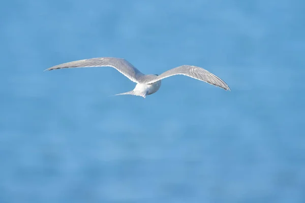 Szendvics Tern Repülés Patagónia Argentína — Stock Fotó