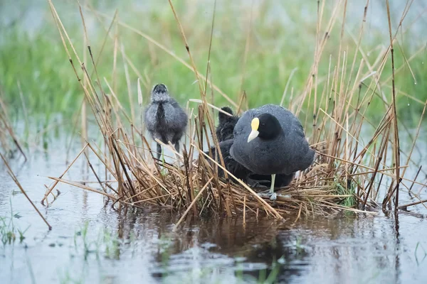 Pied Aux Ailes Blanches Dans Son Nid Avec Des Poussins — Photo