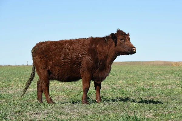 Vacas Pastando Pôr Sol Patagônia Argentina — Fotografia de Stock