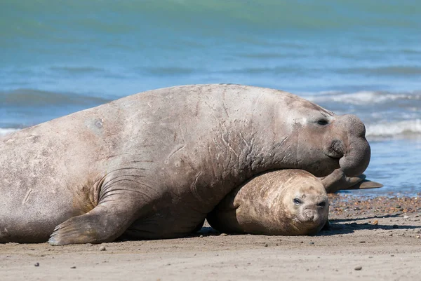 Elephant Seal Family Peninsula Valdes Παταγονία Αργεντινή — Φωτογραφία Αρχείου