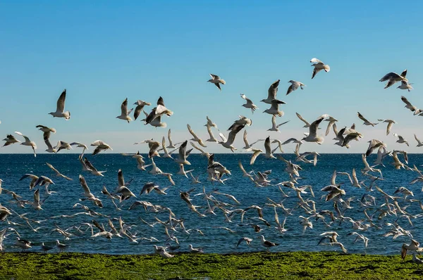 Möwen Und Seeschwalben Patagonien Argentinien — Stockfoto