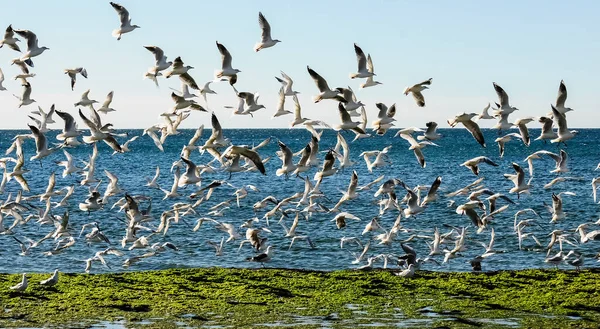 Möwen Und Seeschwalben Patagonien Argentinien — Stockfoto