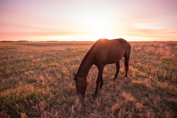 Silhouette Cheval Coucher Soleil Dans Campagne Pampa Argenti — Photo