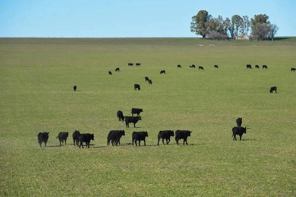 Корови Пасуться Заході Сонця Патагонія Аргентина — стокове фото
