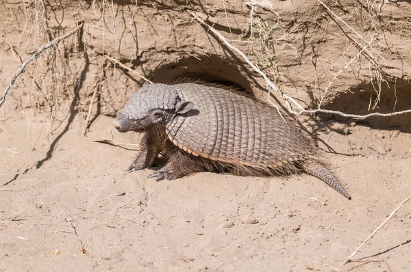 ヘアリーArmadillo砂漠の環境では 半島の谷 パタゴ — ストック写真