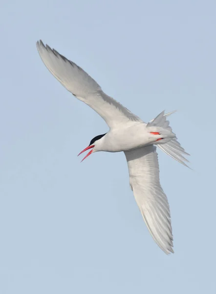 Sandwich Tern Vuelo Patagonia Argentina — Foto de Stock