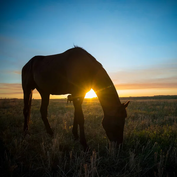 Silhouette Cheval Coucher Soleil Dans Campagne Pampa Argenti — Photo