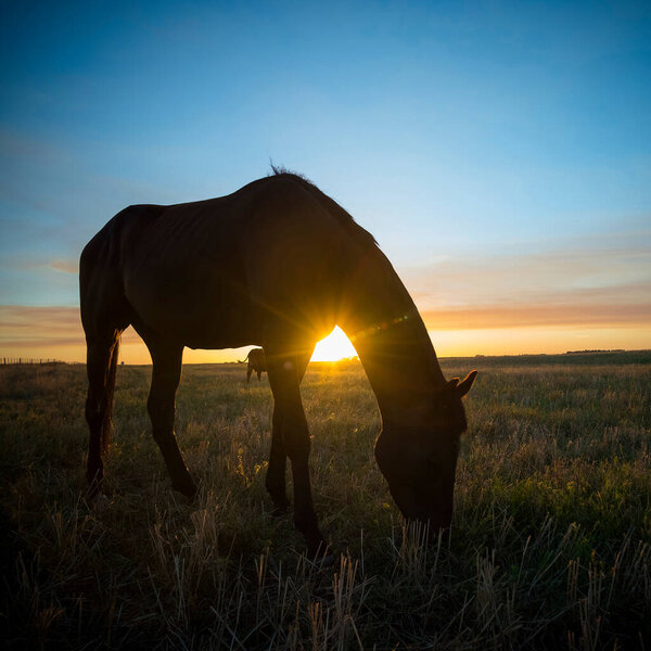 Horse silhouette at sunset, in the coutryside, La Pampa, Argenti
