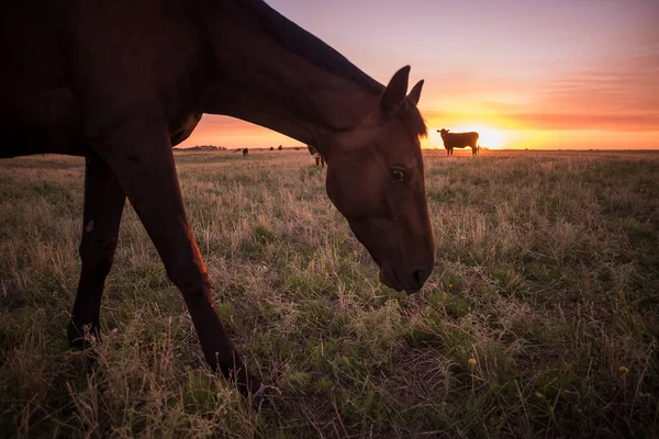 Pferdesilhouette Bei Sonnenuntergang Auf Dem Land Pampa Argenti — Stockfoto