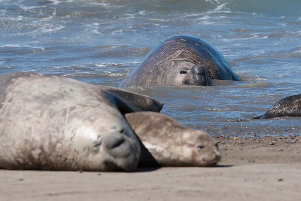 Elephant Seal Family Peninsula Valdes Παταγονία Αργεντινή — Φωτογραφία Αρχείου