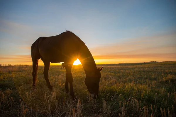 Gün Batımında Silueti Kırsal Bölgede Pampa Argenti — Stok fotoğraf