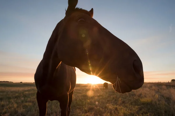 Silhouette Cheval Coucher Soleil Dans Campagne Pampa Argenti — Photo