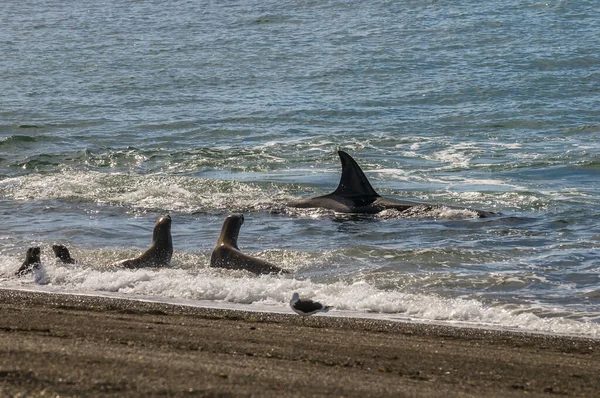 Caccia Alle Balene Assassine Leoni Marini Penisola Valdes Patagonia Argen — Foto Stock