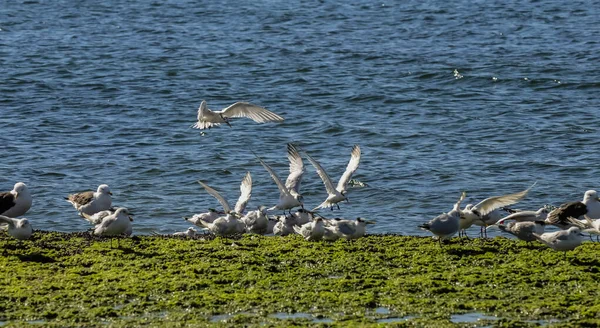 Gull Tern Crime Παταγονία Αργεντινή — Φωτογραφία Αρχείου