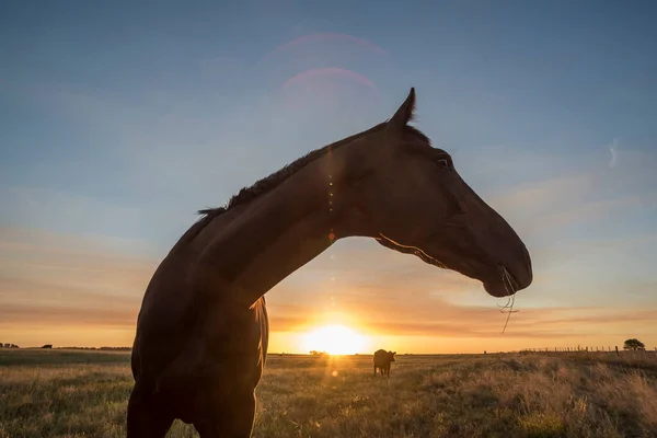 Silueta Caballo Atardecer Coutryside Pampa Argenti —  Fotos de Stock