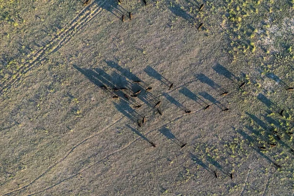Letecký Pohled Stádo Pasoucích Krav Pampa Argentina — Stock fotografie