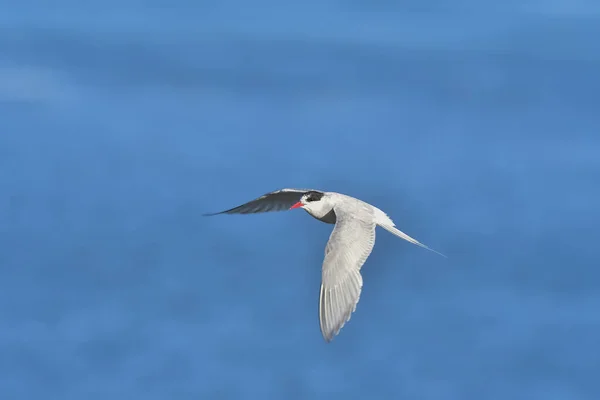 Szendvics Tern Repülés Patagónia Argentína — Stock Fotó