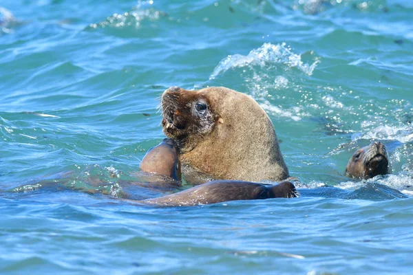 Leão Marinho Macho Patagônia Argentina — Fotografia de Stock