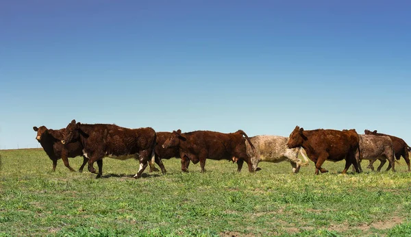 Βοοειδή Στην Ύπαιθρο Της Πάμπας Pampa Αργεντινή — Φωτογραφία Αρχείου