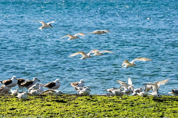 Möwen Und Seeschwalben Patagonien Argentinien — Stockfoto