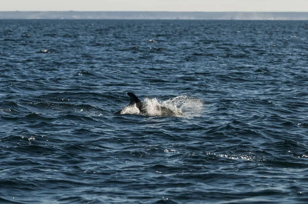 海豚跳跃 巴塔哥尼亚景观 — 图库照片