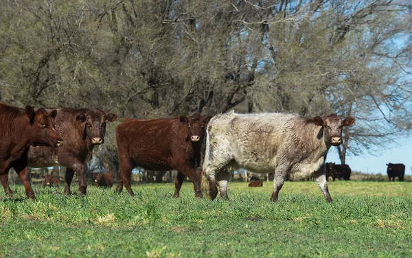 Vacas Criadas Pasto Natural Campiña Pampeana Argentina —  Fotos de Stock