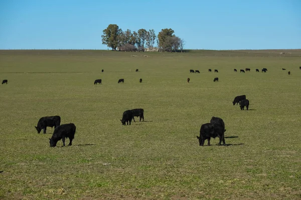 Bovini Nella Campagna Pampas Pampa Argentina — Foto Stock