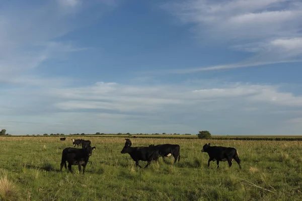 Bydło Wsi Pampas Pampa Argentyna — Zdjęcie stockowe