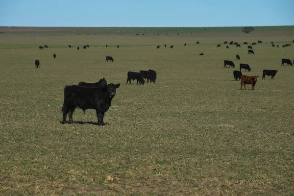 阿根廷La Pampa Pampas农村的牛 — 图库照片