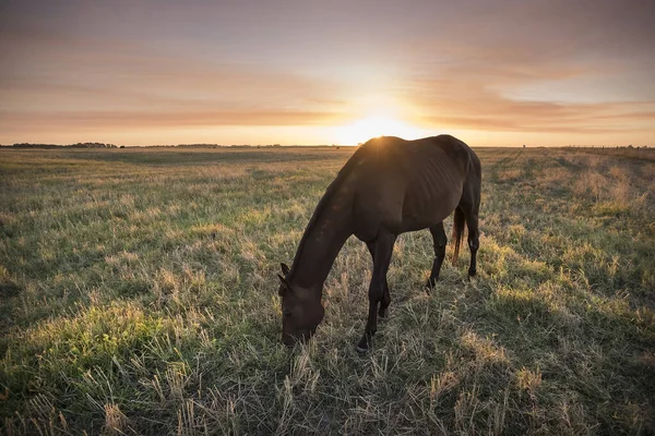 Silhouette Cheval Coucher Soleil Dans Campagne Pampa Argenti — Photo