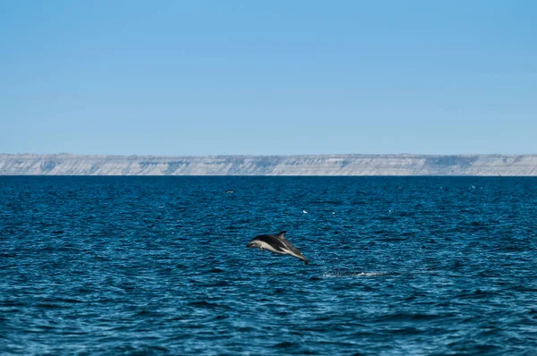 Dolphin Jump Patagonia View — Stock Photo, Image