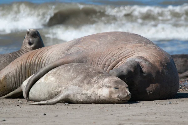 Elephant Seal Family Peninsula Valdes Παταγονία Αργεντινή — Φωτογραφία Αρχείου