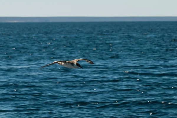 Kap Petrel Antarktisk Fågel Antrtica — Stockfoto