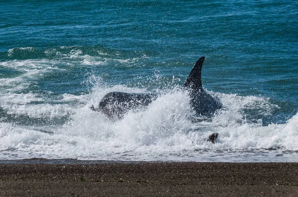 Killer Whale Hunting Sea Lions Peninsula Valdes Patagonia Argen — Stock Photo, Image
