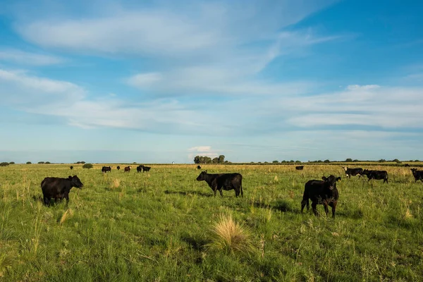 Bovini Nella Campagna Pampas Pampa Argentina — Foto Stock