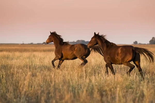 Cavalos Correndo Campo Pampas Pampa Argentina — Fotografia de Stock