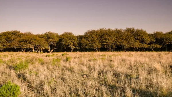 Waldumgebung Der Pampa Provinz Pampa Argentinien — Stockfoto