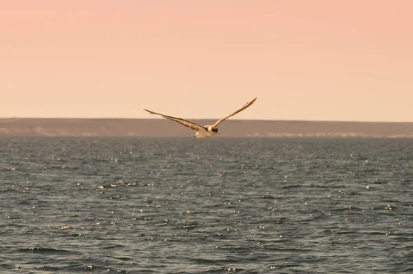 Cape Petrel Antartic Bird Antritica — Φωτογραφία Αρχείου