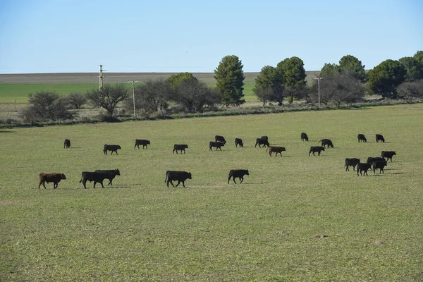 Pampas Kırsalında Sığırlar Pampa Arjantin — Stok fotoğraf