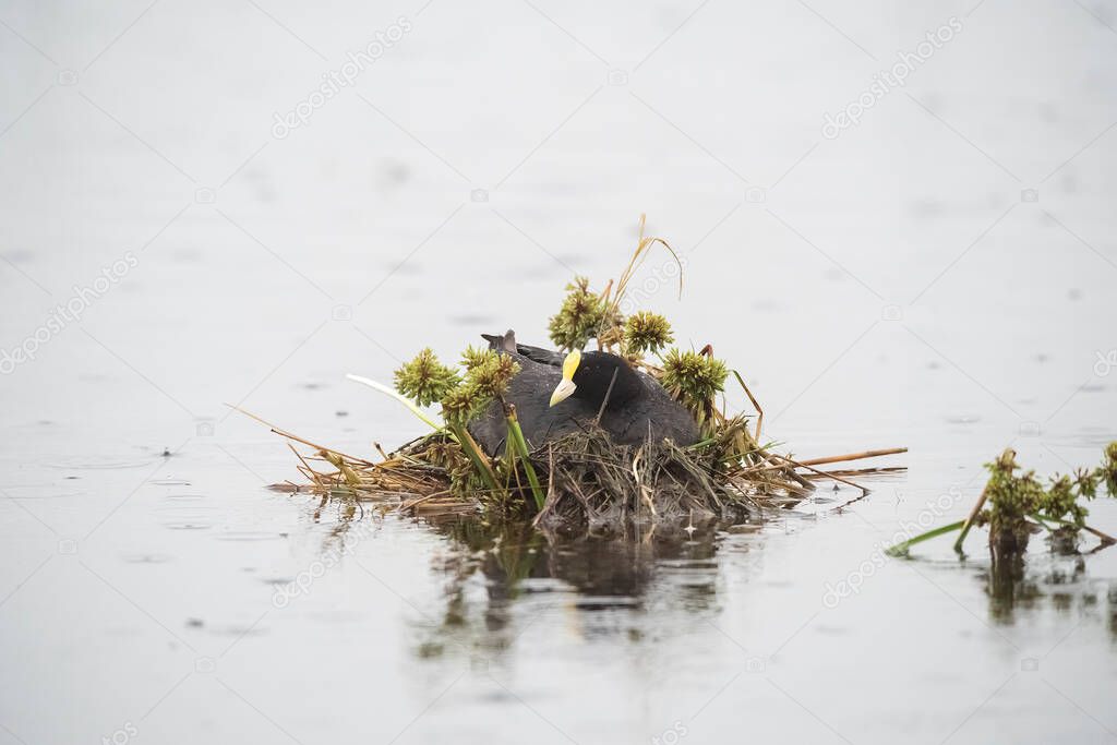 White winged Coot in her nest with chicks, La Pampa, Argentina