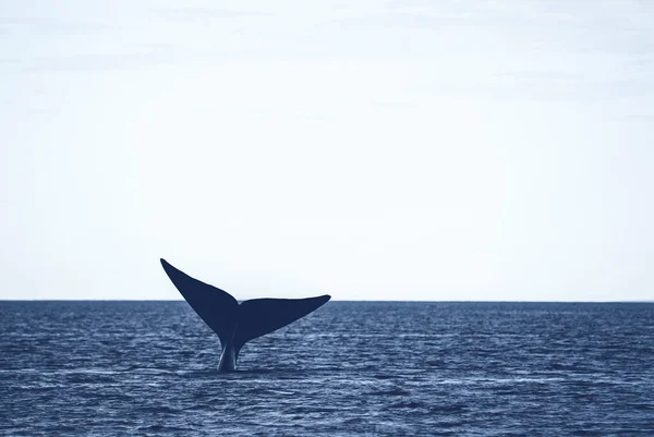 Sohutern Правый Китовый Хвост Исчезающие Виды Патагония — стоковое фото